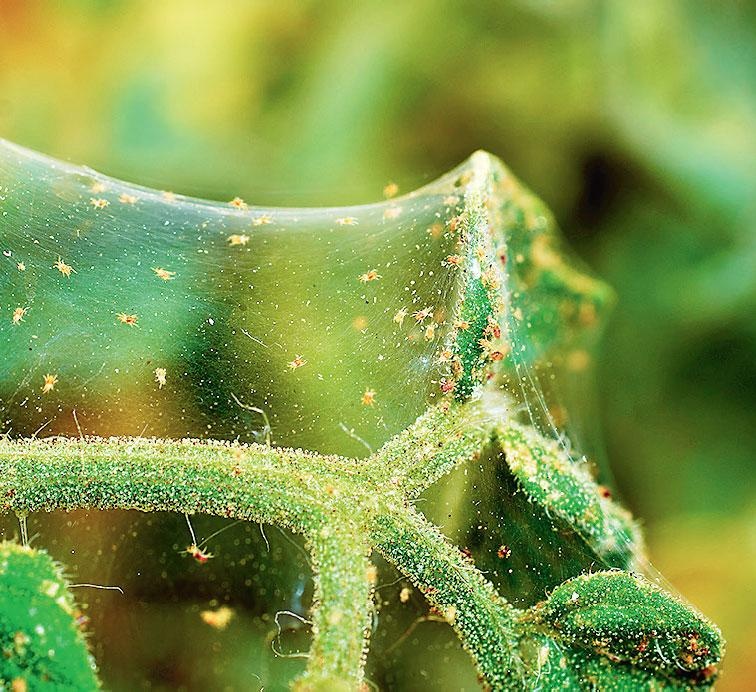 Иллюстрация к книге — Большая энциклопедия садовода-огородника от А до Я [_195.jpg]