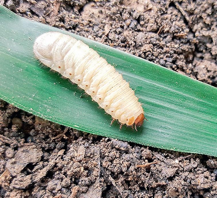 Иллюстрация к книге — Большая энциклопедия садовода-огородника от А до Я [_199.jpg]