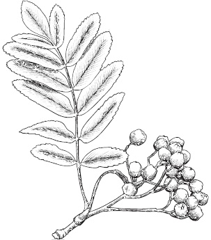 Иллюстрация к книге — Большая энциклопедия садовода-огородника от А до Я [_20.jpg]