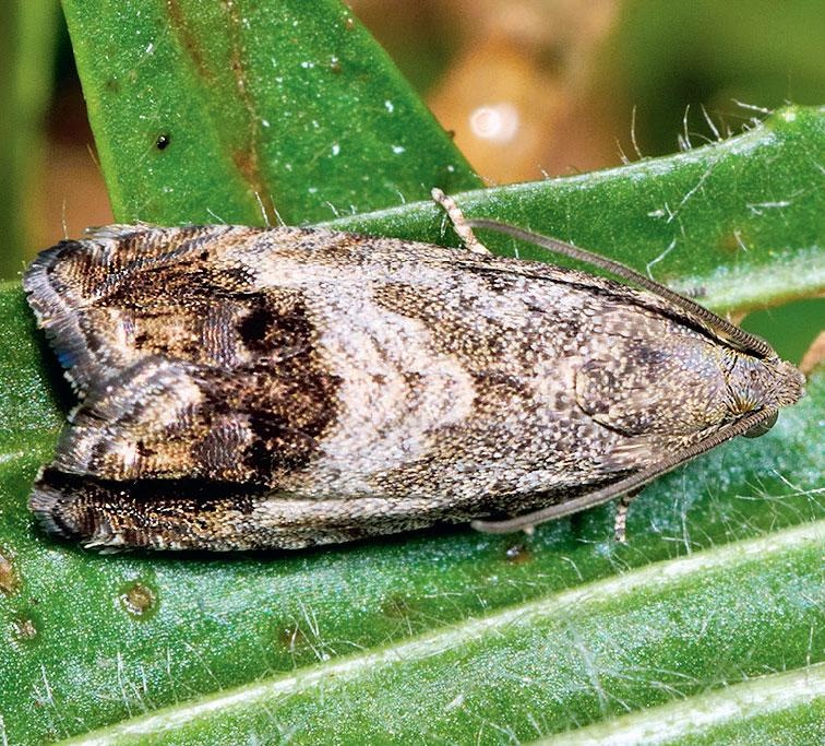 Иллюстрация к книге — Большая энциклопедия садовода-огородника от А до Я [_200.jpg]