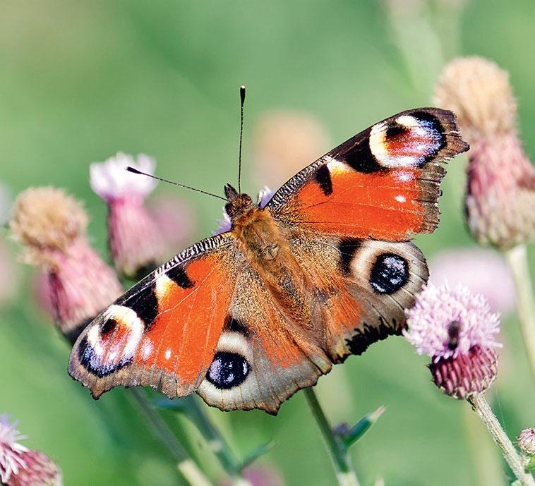 Иллюстрация к книге — Большая энциклопедия садовода-огородника от А до Я [_201.jpg]