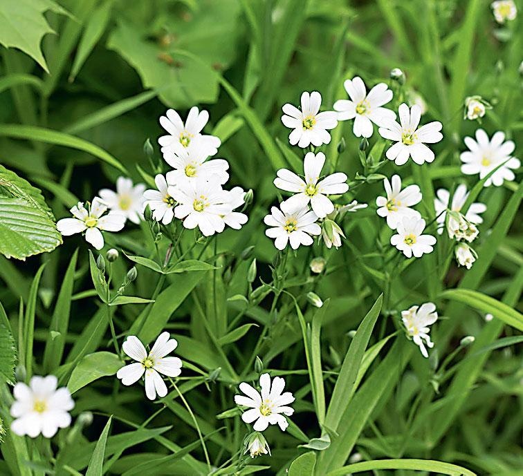 Иллюстрация к книге — Большая энциклопедия садовода-огородника от А до Я [_218.jpg]