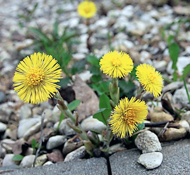 Иллюстрация к книге — Большая энциклопедия садовода-огородника от А до Я [_219.jpg]