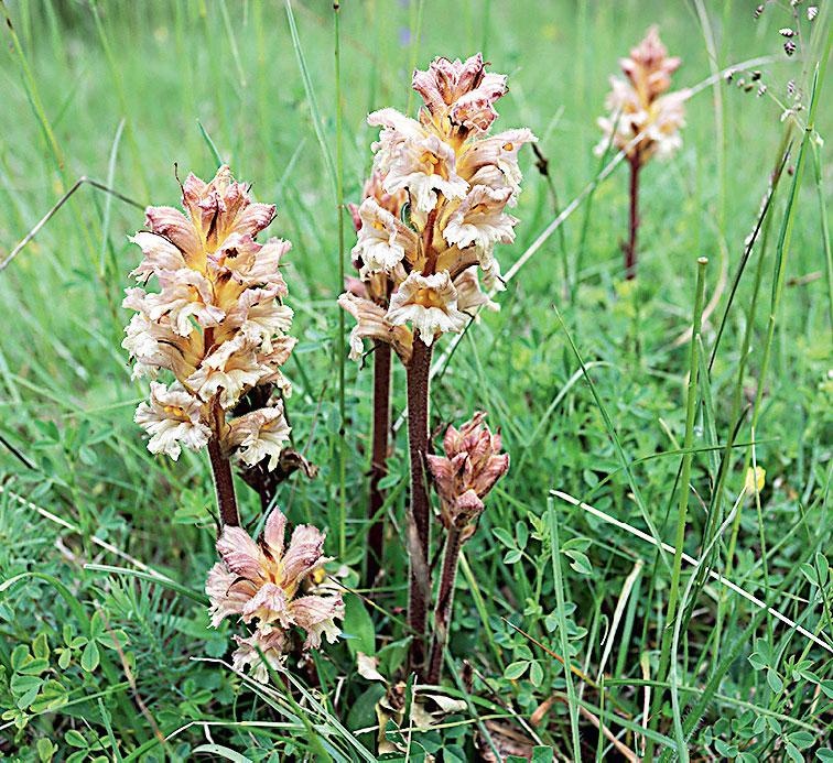Иллюстрация к книге — Большая энциклопедия садовода-огородника от А до Я [_221.jpg]