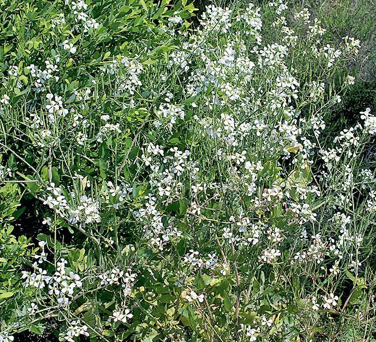 Иллюстрация к книге — Большая энциклопедия садовода-огородника от А до Я [_222.jpg]