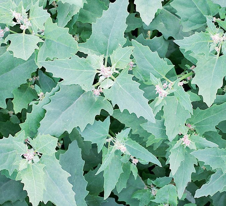 Иллюстрация к книге — Большая энциклопедия садовода-огородника от А до Я [_223.jpg]