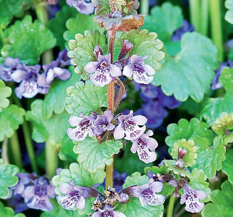 Иллюстрация к книге — Большая энциклопедия садовода-огородника от А до Я [_224.jpg]