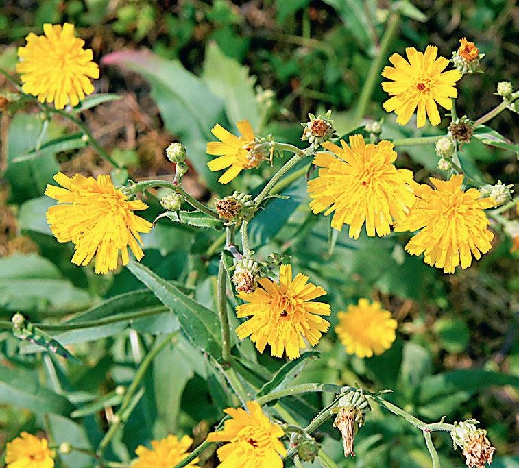 Иллюстрация к книге — Большая энциклопедия садовода-огородника от А до Я [_225.jpg]