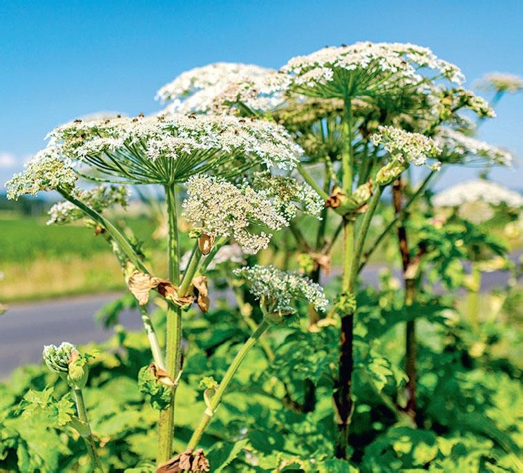 Иллюстрация к книге — Большая энциклопедия садовода-огородника от А до Я [_227.jpg]