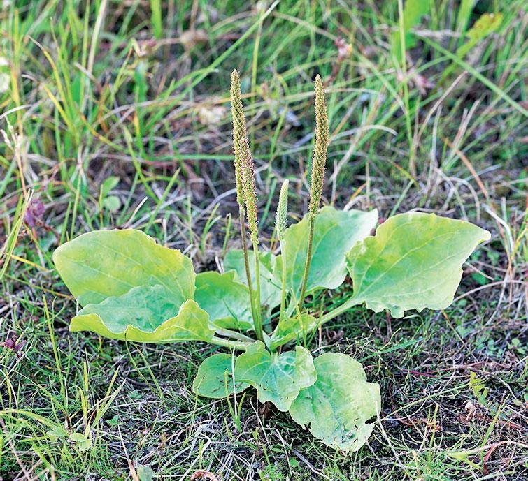 Иллюстрация к книге — Большая энциклопедия садовода-огородника от А до Я [_229.jpg]