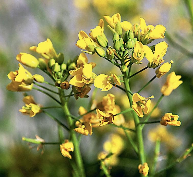 Иллюстрация к книге — Большая энциклопедия садовода-огородника от А до Я [_233.jpg]