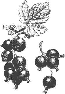 Иллюстрация к книге — Большая энциклопедия садовода-огородника от А до Я [_24.jpg]