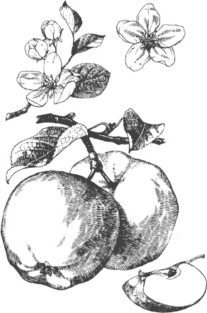 Иллюстрация к книге — Большая энциклопедия садовода-огородника от А до Я [_27.jpg]