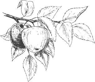 Иллюстрация к книге — Большая энциклопедия садовода-огородника от А до Я [_28.jpg]