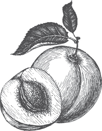 Иллюстрация к книге — Большая энциклопедия садовода-огородника от А до Я [_3.jpg]