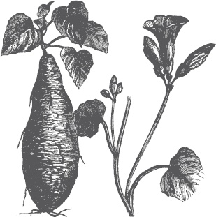 Иллюстрация к книге — Большая энциклопедия садовода-огородника от А до Я [_36.jpg]