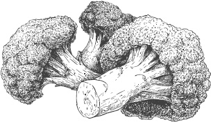 Иллюстрация к книге — Большая энциклопедия садовода-огородника от А до Я [_37.jpg]