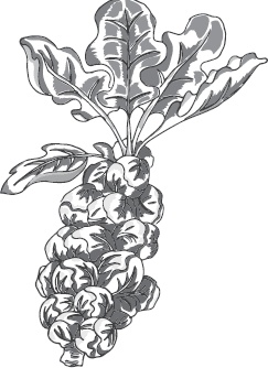 Иллюстрация к книге — Большая энциклопедия садовода-огородника от А до Я [_38.jpg]