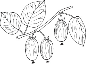 Иллюстрация к книге — Большая энциклопедия садовода-огородника от А до Я [_4.jpg]
