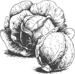 Иллюстрация к книге — Большая энциклопедия садовода-огородника от А до Я [_41.jpg]