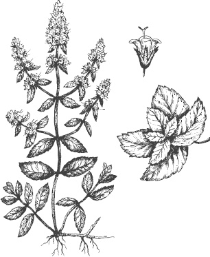 Иллюстрация к книге — Большая энциклопедия садовода-огородника от А до Я [_47.jpg]