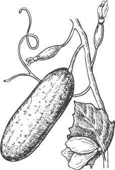 Иллюстрация к книге — Большая энциклопедия садовода-огородника от А до Я [_48.jpg]