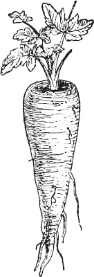 Иллюстрация к книге — Большая энциклопедия садовода-огородника от А до Я [_49.jpg]