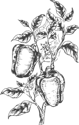 Иллюстрация к книге — Большая энциклопедия садовода-огородника от А до Я [_51.jpg]