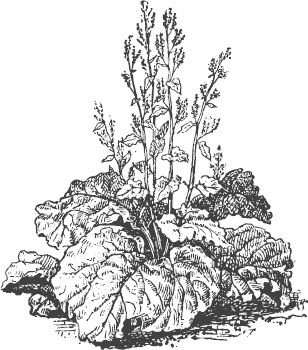 Иллюстрация к книге — Большая энциклопедия садовода-огородника от А до Я [_53.jpg]