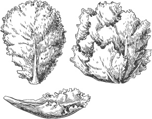 Иллюстрация к книге — Большая энциклопедия садовода-огородника от А до Я [_56.jpg]