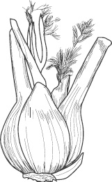 Иллюстрация к книге — Большая энциклопедия садовода-огородника от А до Я [_65.jpg]