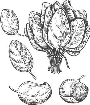 Иллюстрация к книге — Большая энциклопедия садовода-огородника от А до Я [_67.jpg]