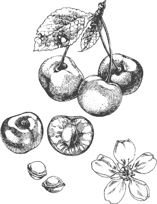 Иллюстрация к книге — Большая энциклопедия садовода-огородника от А до Я [_7.jpg]