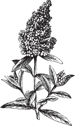 Иллюстрация к книге — Большая энциклопедия садовода-огородника от А до Я [_74.jpg]