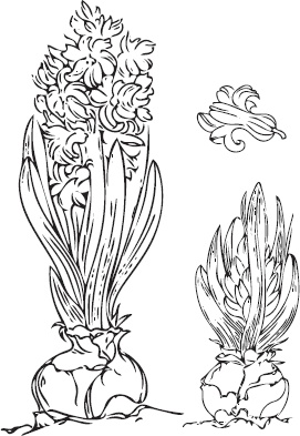 Иллюстрация к книге — Большая энциклопедия садовода-огородника от А до Я [_77.jpg]