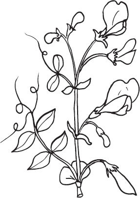 Иллюстрация к книге — Большая энциклопедия садовода-огородника от А до Я [_82.jpg]