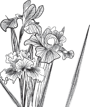 Иллюстрация к книге — Большая энциклопедия садовода-огородника от А до Я [_84.jpg]