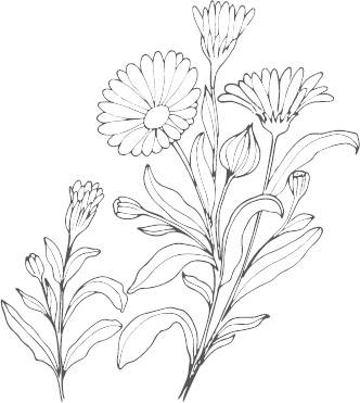 Иллюстрация к книге — Большая энциклопедия садовода-огородника от А до Я [_85.jpg]