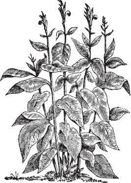 Иллюстрация к книге — Большая энциклопедия садовода-огородника от А до Я [_87.jpg]