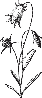 Иллюстрация к книге — Большая энциклопедия садовода-огородника от А до Я [_88.jpg]