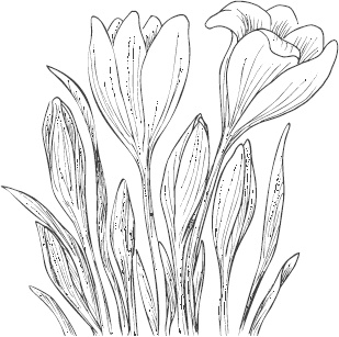 Иллюстрация к книге — Большая энциклопедия садовода-огородника от А до Я [_89.jpg]