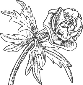 Иллюстрация к книге — Большая энциклопедия садовода-огородника от А до Я [_90.jpg]