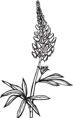 Иллюстрация к книге — Большая энциклопедия садовода-огородника от А до Я [_93.jpg]