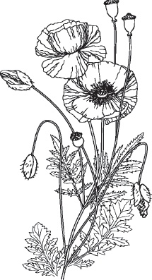 Иллюстрация к книге — Большая энциклопедия садовода-огородника от А до Я [_94.jpg]