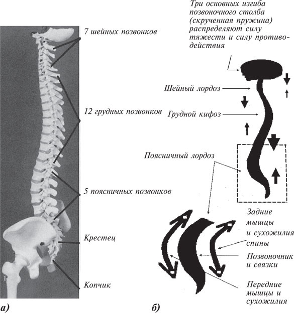 Иллюстрация к книге — Как лечить боли в спине и ревматические боли в суставах [i_001.jpg]