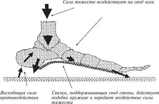 Иллюстрация к книге — Как лечить боли в спине и ревматические боли в суставах [i_005.jpg]