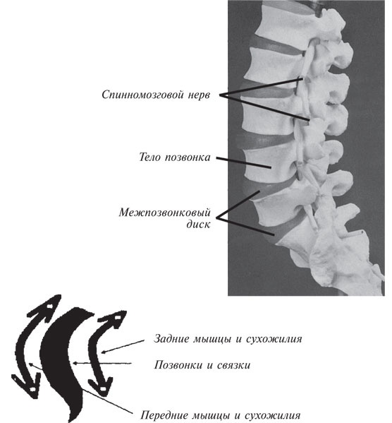 Иллюстрация к книге — Как лечить боли в спине и ревматические боли в суставах [i_009.jpg]