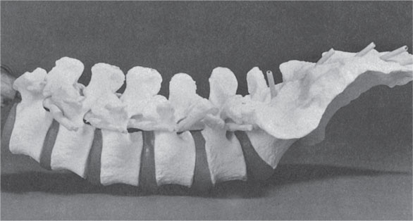 Иллюстрация к книге — Как лечить боли в спине и ревматические боли в суставах [i_020.jpg]