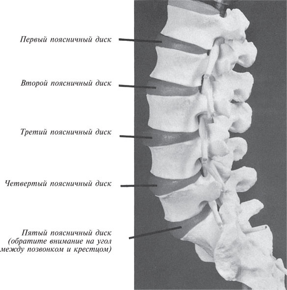 Иллюстрация к книге — Как лечить боли в спине и ревматические боли в суставах [i_037.jpg]