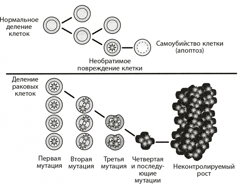 Иллюстрация к книге — Правила здоровой и долгой жизни [i_006.jpg]